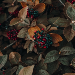 What is Lorem Ipsum? 1