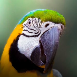 What is Lorem Ipsum? 7